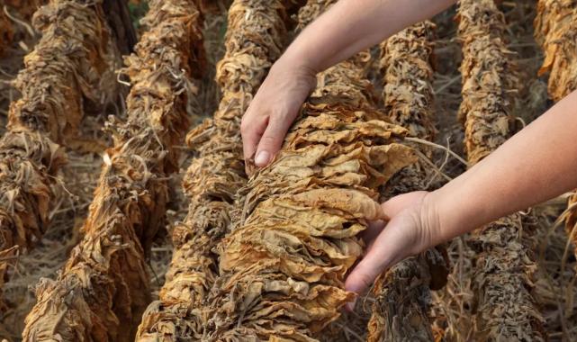 Tütün sektörü bu yıl 80 bin ton üretim hedefi koydu