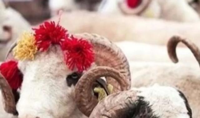 2025 Kurban Hizmetleri Tebliği yayımlandı