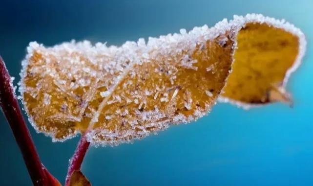 Zirai dondan etkilenen üreticiye 1,7 milyar lira destek ödemesi