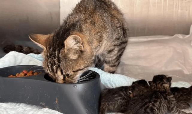 Balıkesir Büyükşehir’in hızlı müdahalesi hayat kurtardı