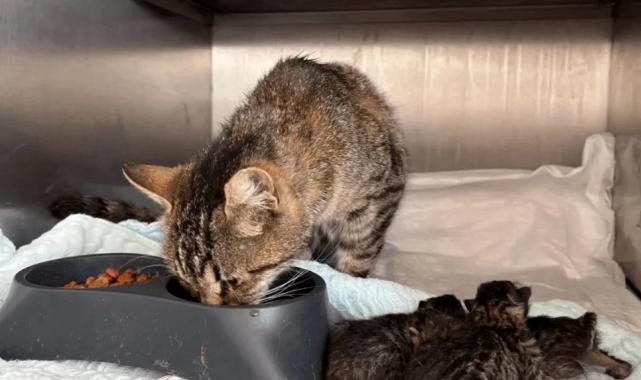 Balıkesir itfaiyesi doğru zamanlamayla hayat kurtardı