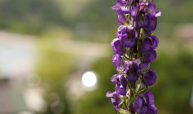 Bursa Gürsu’nun özel bitkisi mor çiçeklerini açtı! Fotoğraf tutkunlarının ilgi odağı