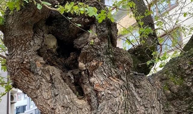 Bursa’da asırlık ağacın yaraları sarıldı