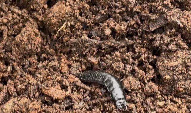 Bursa’da çamkese böceğine karşı biyolojik mücadele