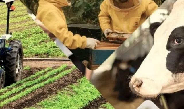 Çiftçiye 3,3 milyar TL’lik destek ödemeleri hesaplarda