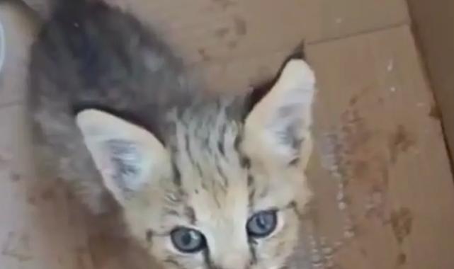 Cizre’de yavru saz kedisi koruma altında