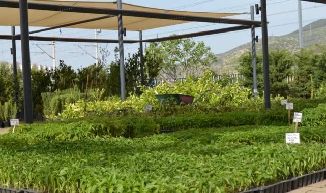 Efes Tarlası Yaşam Köyü’nde yerel tohumlarla üretim sürüyor