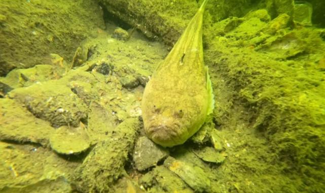 Gemlik Körfezi’nde dalgıçlardan dip temizliği
