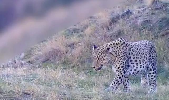 İşte ‘Anadolu Parsı’nın yeni görüntüsü…