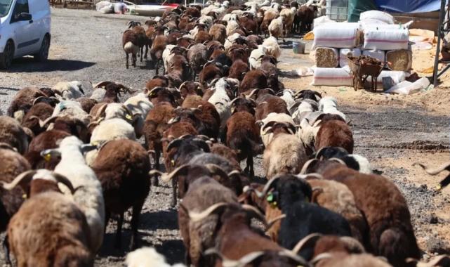 İzmir Karabağlar’da Kurban Bayramı öncesi örnek uygulama