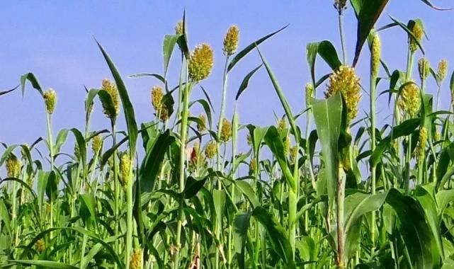 İzmir’de üreticilere Sorgum Sudan Otu Tohumu dağıtıldı