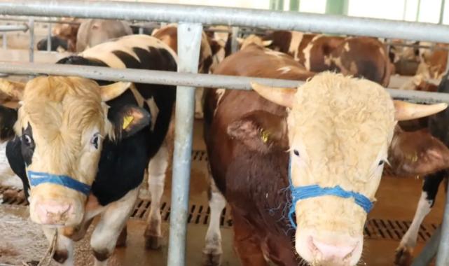 İzmit’te kurbanlık satışları başladı