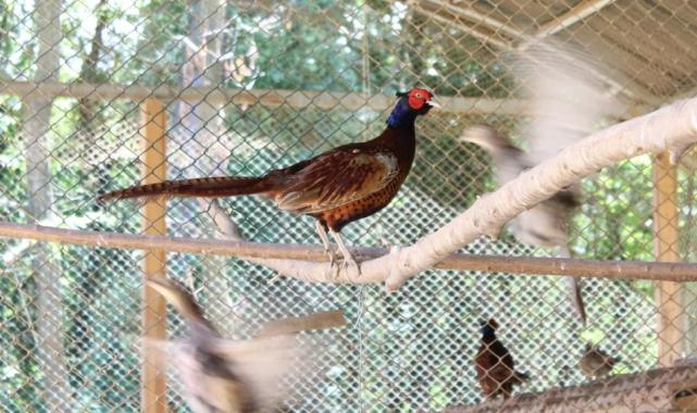 Kahverengi kokarcaya karşı sülün desteği