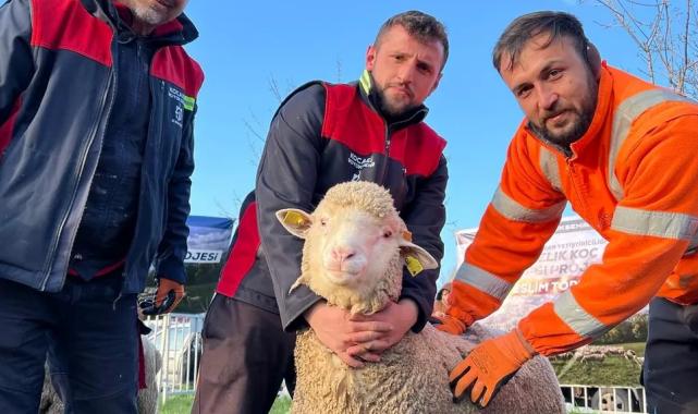 Kocaeli Büyükşehir’den üreticilere damızlık koç desteği