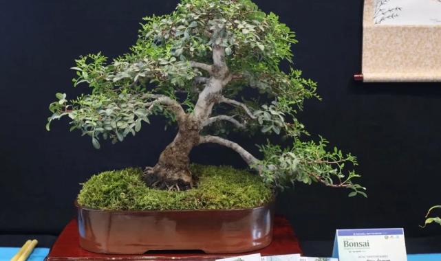 Kocaeli’de sanat tutkunları bonsai sanatı ile tanıştı