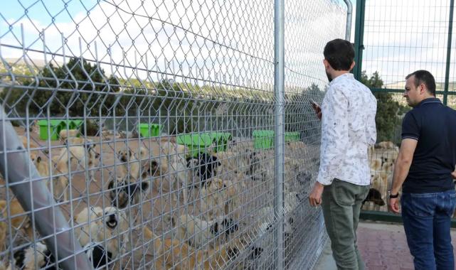 Konya Meram sahipsiz hayvan doğal yaşam alanı Türkiye’ye örnek oldu