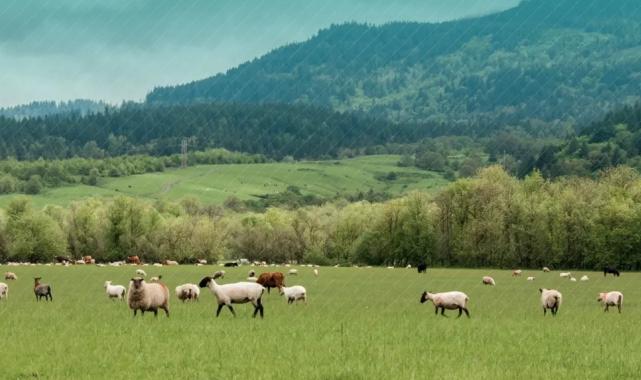 Küçükbaş hayvancılığa 3,8 milyar TL destek hesaplarda