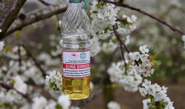 Manisa’da sirke sineğine karşı biyoteknik tuzak