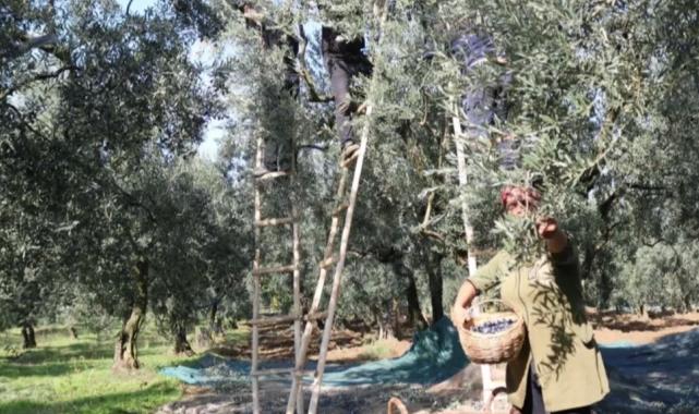 Marmarabirlik’ten üretici ortağa bayram öncesi müjde… Zeytinde fiyat farkları 30 Mayıs’ta ödenecek