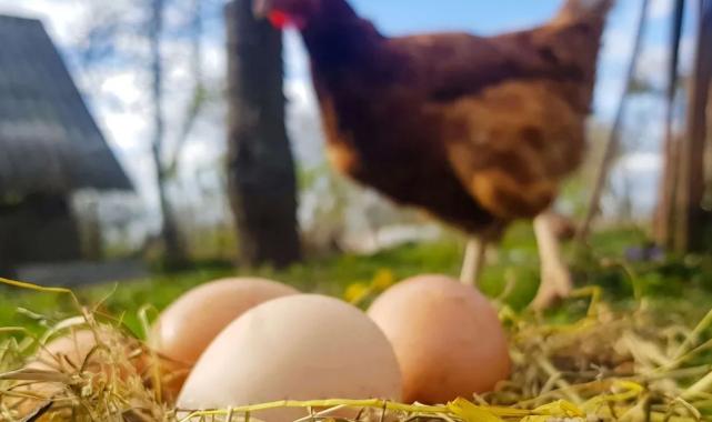 Mart’ta yumurta üretimi düştü!