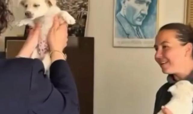 Mudanya Belediyesi evcil hayvanları sahiplendiriyor