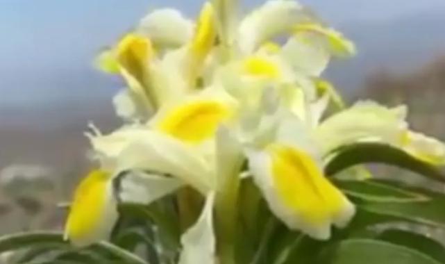 Peşmen Nevruzu Malatya’da çiçek açtı! Koparılırsa 557 bin 212 TL cezası var!