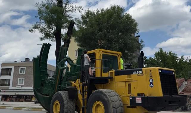 Sakarya sökülen her ağaç başka alanda yaşatılıyor