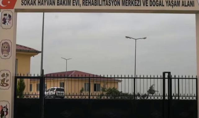 Siirt’te sokak hayvanları için dev proje