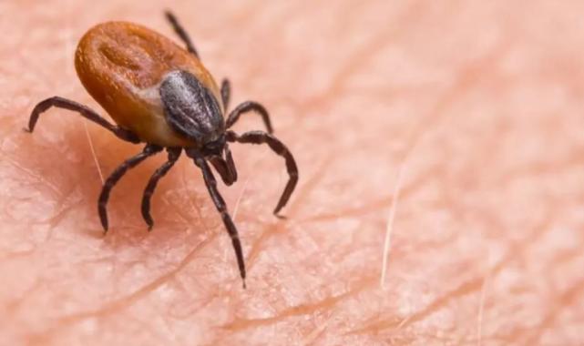 Sivas Valiliği’nden ‘kene’ uyarısı!