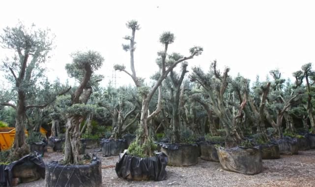 Tohumdan üretimle Karabağlar’da yeşil alanlar hayat buluyor