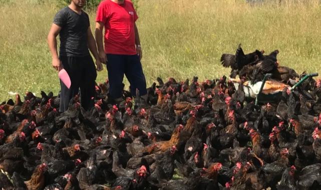 Üreticiye yüzde 50 hibeli yumurta tavuğu desteği