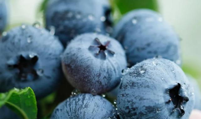 Yaban Mersini üreticileri için Bursa’da tek çatıda… Uludağ Blueberry Birliği kuruldu