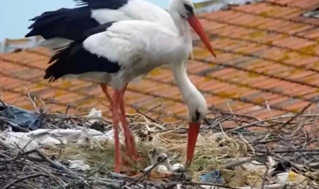 Yaren leyleğin 2 yavrusu yumurtadan çıktı