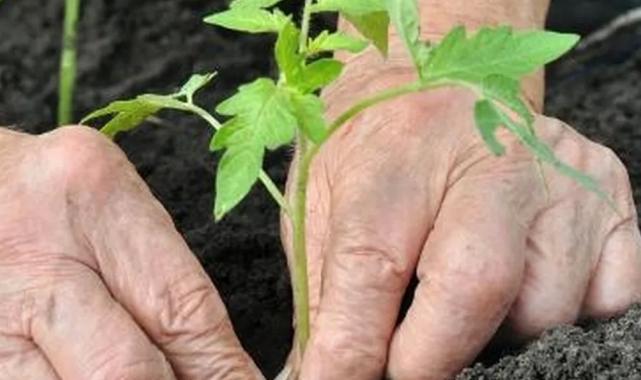 Alzheimer’da bahçeyle uğraşmak hastalığı yavaşlatabilir