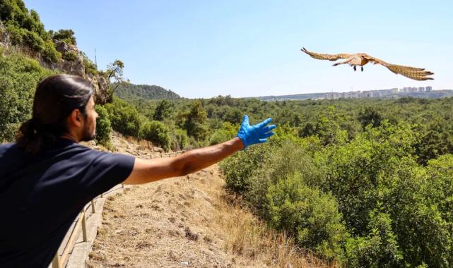 Antalya’da tedavisi tamamlanan kerkenezler doğaya salındı