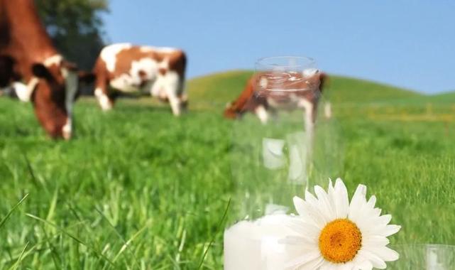 Türkiye süt üretiminde büyüyor