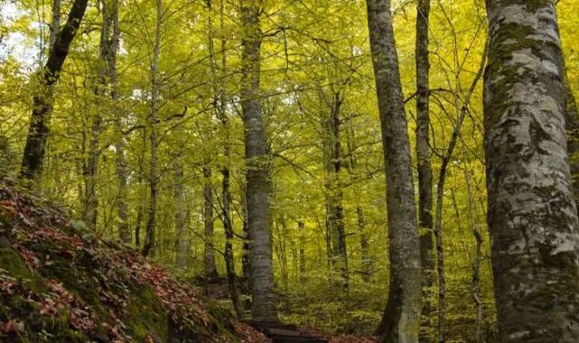 Bolu ormanlarına girişler 30 Eylül’e kadar yasaklandı!