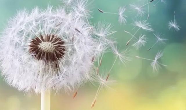 Çocuklarda polen alerjisi alarmı