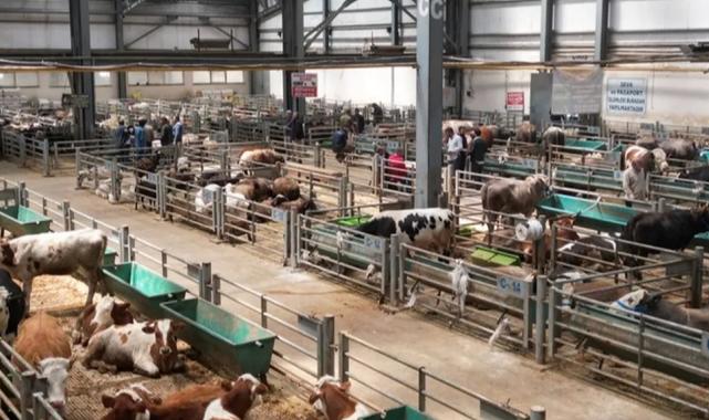Erzurum’da Doğu Anadolu Canlı Hayvan Borsası’na büyük ilgi