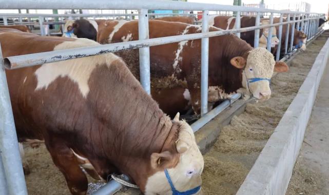 İzmit’teki hayvan pazarı bu yıl da ilgi gördü