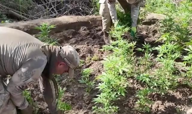 Jandarma’dan dev operasyon! 12,5 milyon liralık kenevir yakalandı