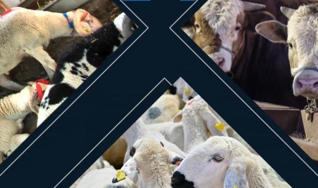 Kalan kurbanlıkları ESK alacak