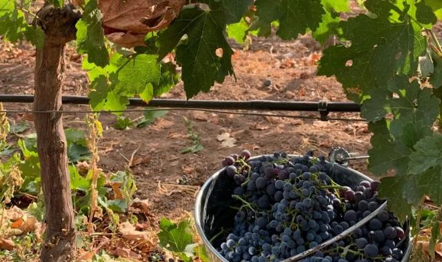 Kalecik Karası kozmetikte parlıyor