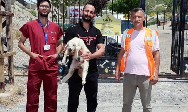 Kayseri Talas’ta kaçak kuzular sahibine döndü