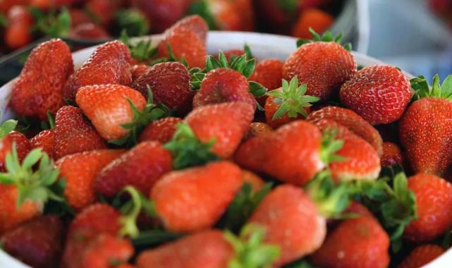 Kocaeli’de çilekte kaliteli hasat Akçat’ta başladı… Verimli ilk hasat başladı