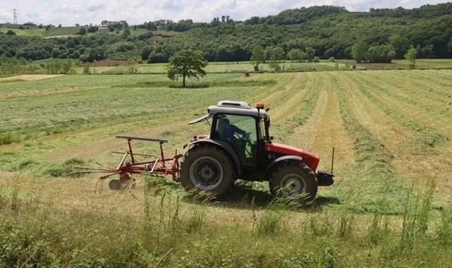 Kocaeli’de ‘süt otu’ hasadı başladı