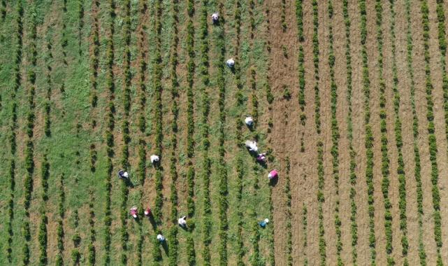 Kocaeli’de tıbbi ve aromatik bitkiler hasada hazırlanıyor