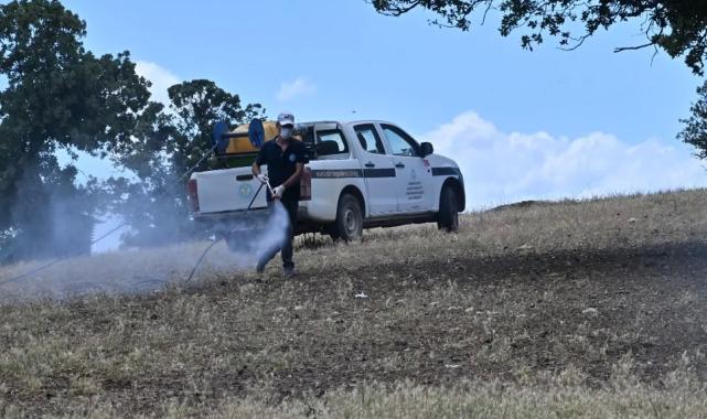 Manisa’da çekirge istilasına karşı mücadele
