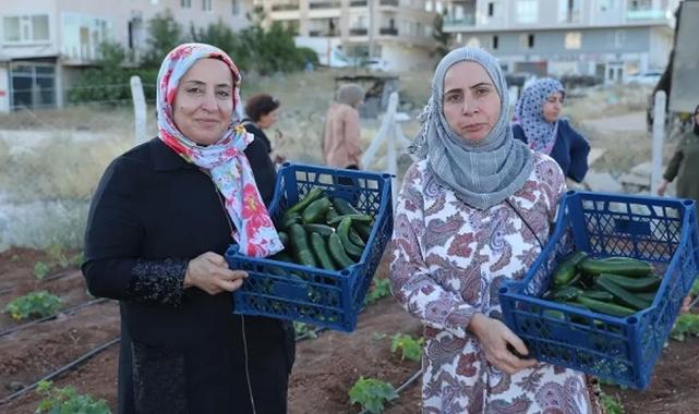 Mardin Artuklu Kent Kadın Bostanları’nda ilk hasat sevinci