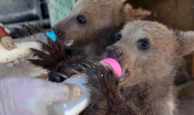 Mersin Tarsus’ta yavrular ziyaretçileri bekliyor